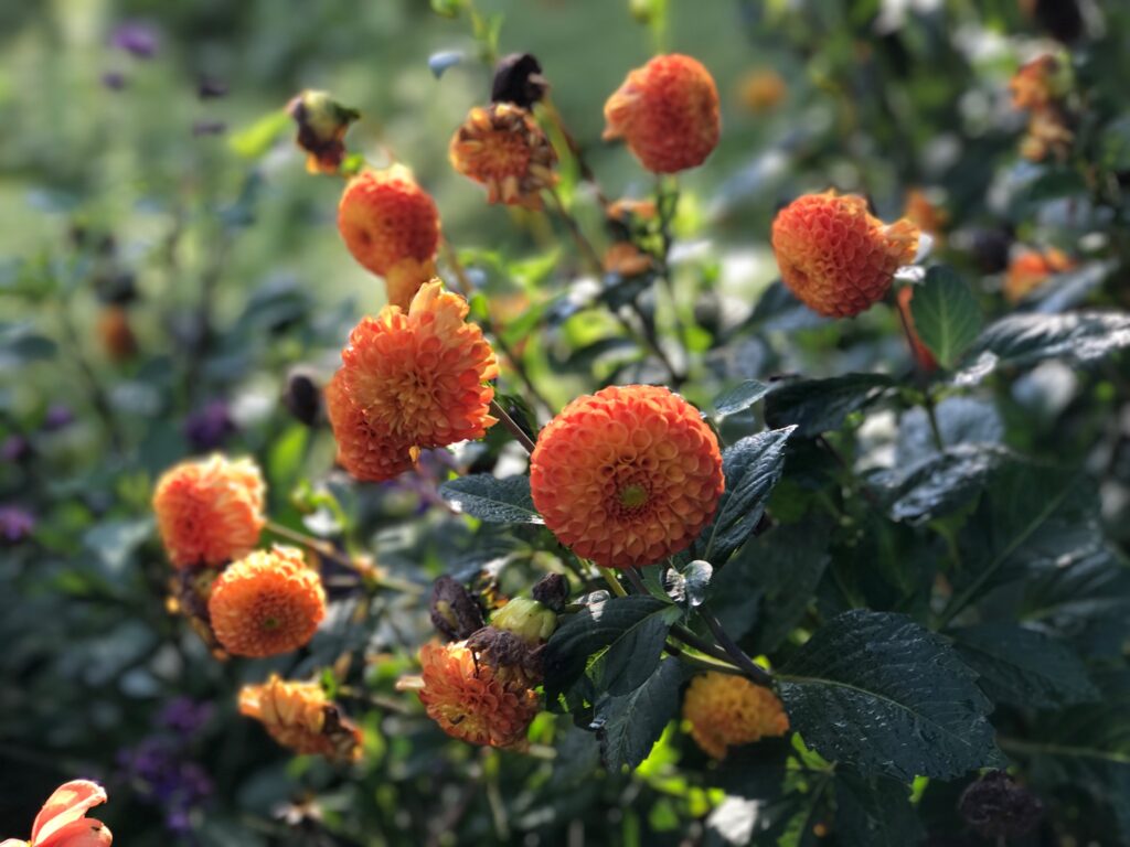 Stauden-Impressionen