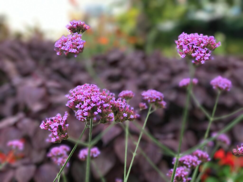 Stauden-Impressionen